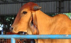 Gir Cow Gives 50 Liters of Milk per Day