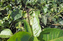 method of control helopaltis in tea gardens