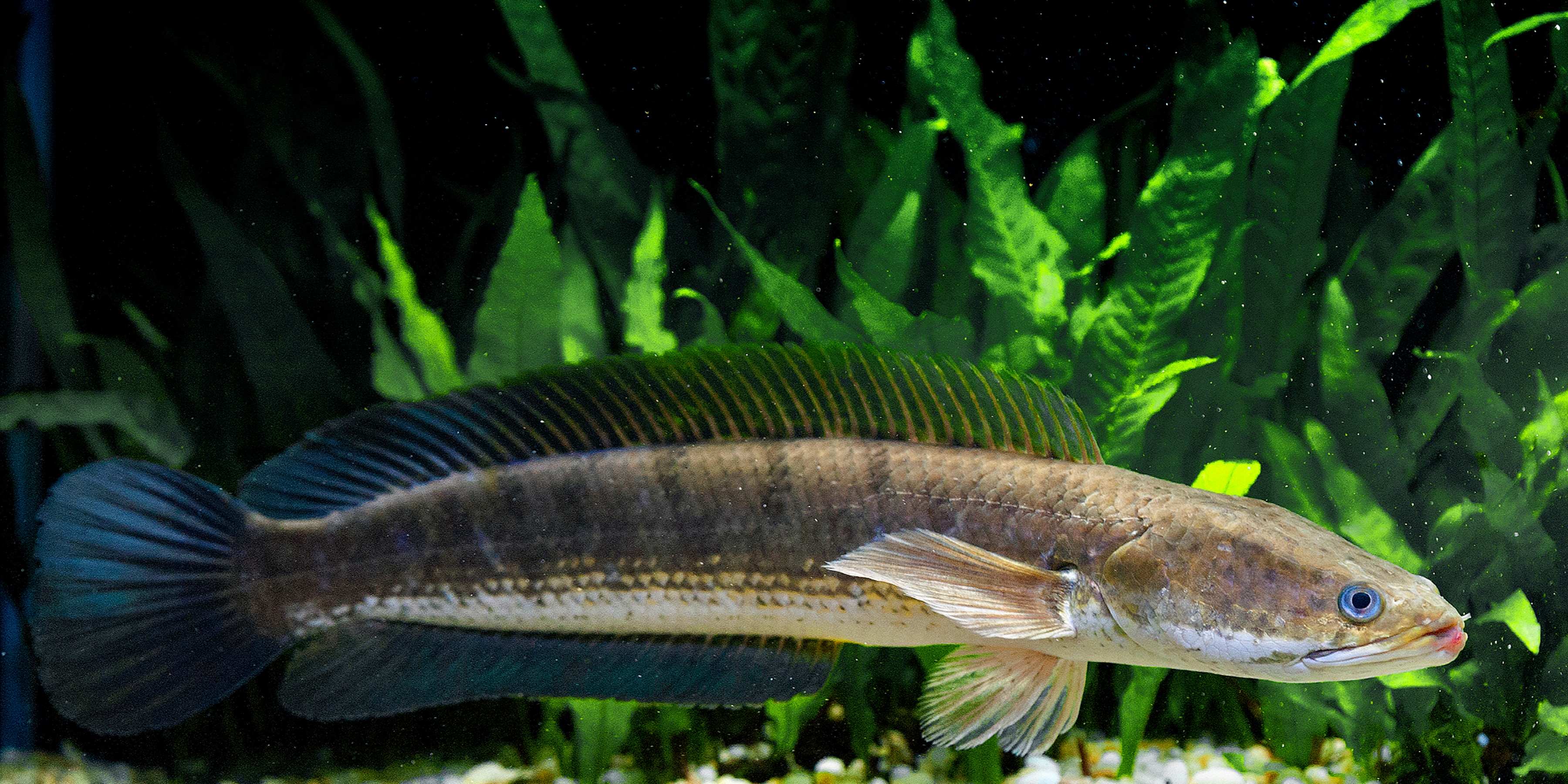 Striped Snakehead Fish (Source-Google)