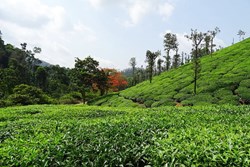 How to prevent insect attacks on tea gardens?