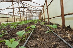 How to build a very profitable greenhouse