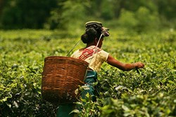 About the care of tea Garden in summer season