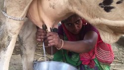 Various Species of Indian Desi Cow for Milk Production