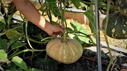 know About Pumpkin Farming