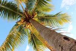 Know About Coconut Farming