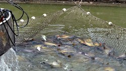 Fish Farming in Scientific Way