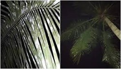 White Disease of Coconut Leaf