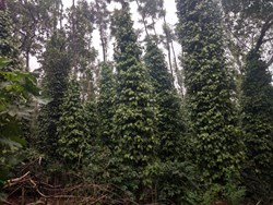 method of black pepper cultivation