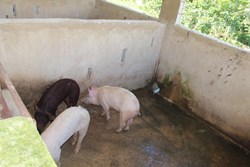 Suitable place and house for pig farming