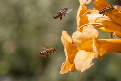How to prevent the herd of bees flying