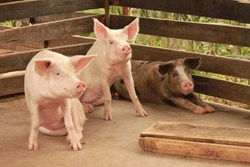 Symptoms of pig diseases and its remedies