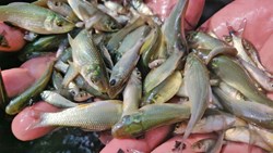 Transportation of Live Fish