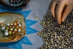 Pearl Farming a profitable Business for Farmers