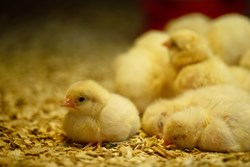 Brooding management of Poultry Farming