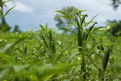 How to Do Ladies Finger Farming