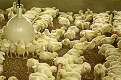Important Measures for Poultry Farming