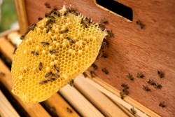 importance of colony division for beekeeping