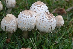 How to identify poisonous mushrooms?