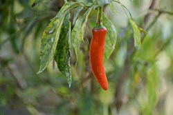 Prevention of disease in chilli cultivation