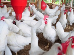 Chicken food refining is wasted? Ways to prevent corporations from taking over