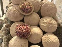 Kagina Technique for food Preservation