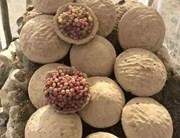 খাদ্য সংৰক্ষণৰ বাবে ভূঁচি আৰু মাটিৰে তৈয়াৰী অনন্য প্ৰযুক্তি; ৬ মাহলৈ সতেজ হৈ থাকে ফলমূল-