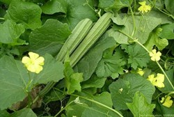 Ridge Gourd Cultivation in Assam