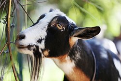 Different Types of Goat for Farming