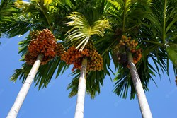 Betel Nut Cultivation Process in Assam