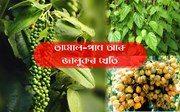 বাৰীত তামোল-পাণ আৰু জালুকৰ খেতি-