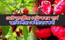 Know about Boot Jolokia Farming