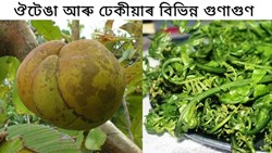 Health Benefit of Elephant Apple and Fiddlehead fern