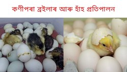 Raising broilers and ducks from eggs