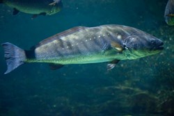 Ghol Fish Changed life of Fisherman Overnight