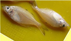 Pale carplet Farming