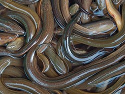 Kuchia  Fish Farming