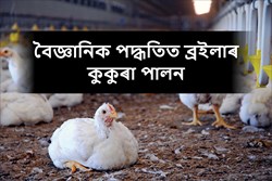 Know About Broiler Farming in Scientific Way
