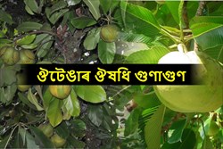 various Health Benefit of Elephant Apple