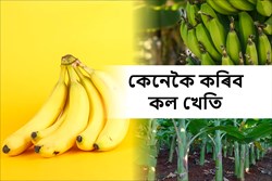 Know About Banana Farming