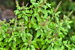 Tulsi Farming in Commercial Way