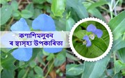কণাশিমলুবনৰ স্বাস্হ্য উপকাৰিতা