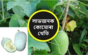 এনেদৰে কৰক লাভজনক কোমোৰা খেতি-