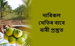 How to Make Field ready for coconut cultivation