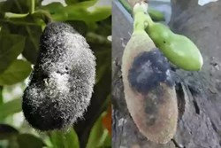 Jackfruit buds are falling? Ways to prevent disease