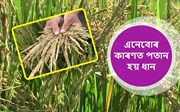 ধানৰ পতান হোৱাৰ সম্ভাৱনা
