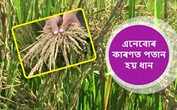 Possibility of rice being Potan