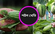 ভাল উৎপাদন পাবলৈ হ’লে এইদৰে কৰক পটল খেতি