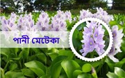 জান-জুৰি, বিল আদিত কেনেদৰে বিয়পি পৰিল পানী মেটেকা?