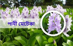 Know About Water Hyacinth