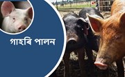 গাহৰি পালনৰ বাবে সৰ্বোৎকৃষ্ট প্ৰকাৰসমূহ-